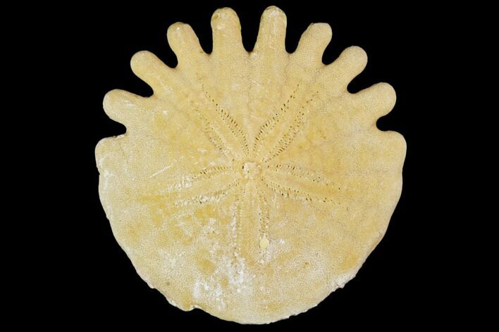 Fossil Sand Dollar (Heliophora) - Boujdour Province, Morocco #106777